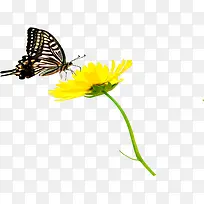 春天黄色花朵蝴蝶