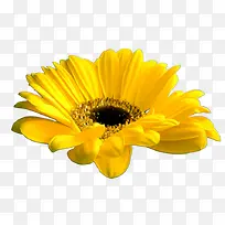 黄色向日葵花朵植物花朵