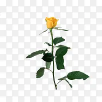 黄色文艺春季花朵装饰