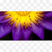 紫黄色的高清花朵