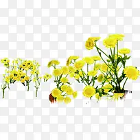 手绘植物夏日风景黄色花朵