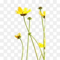 黄色时尚田园花朵
