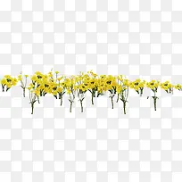 黄色春季花朵装饰