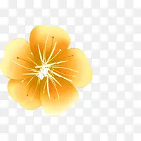 黄色花朵背景图片