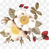 两朵黄色花蕊花朵