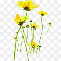 黄色季节花朵设计