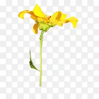 黄色花朵花枝图片