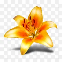 黄色花朵狗尾花