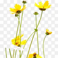 黄色清新草地花朵