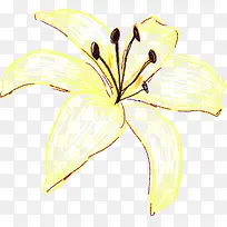 手绘插画黄色花朵