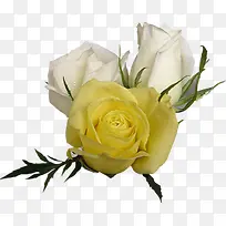 黄色高清玫瑰花朵