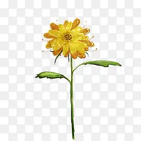 花朵黄色花朵彩绘黄色花朵