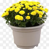 黄色花朵盆摘