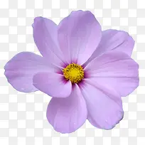 紫色绽放花朵黄色花芯