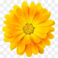 黄色盛开绽放花朵