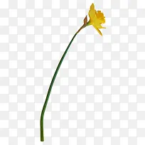 花朵黄色花朵花枝装饰