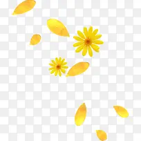 黄色花朵和花瓣