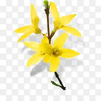 黄色清新春天花朵设计风光