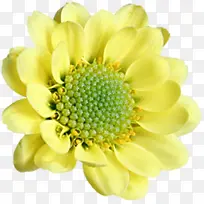 黄色盛开唯美花朵