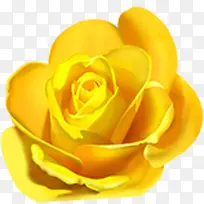 春天黄色玫瑰花朵