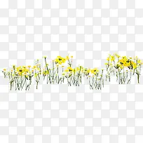 黄色文艺春季花朵