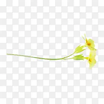 黄色小花朵两朵黄花