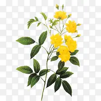 黄色花朵植物创意