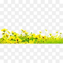 黄色郊外花朵草地风景