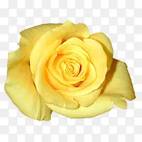 黄色玫瑰花花朵