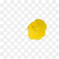 黄色花朵鲜艳手绘