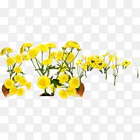 黄色高清夏季花朵