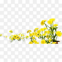 黄色唯美花朵春姿