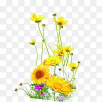 黄色花朵创意植物