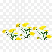 黄色春天花朵草地