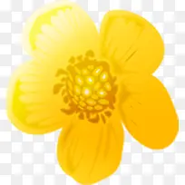 黄色可爱唯美花朵