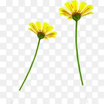 高清摄影黄色的花朵造型