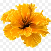 黄色纹理花朵植物