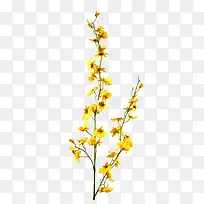 黄色花朵免抠素材