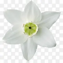 小白花瓣花朵