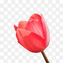国粹花瓣