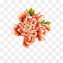 花瓣花蕊花朵