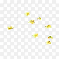 黄色花瓣