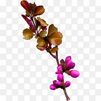 花苞儿