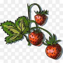 矢量手绘草莓