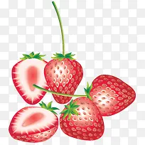 手绘矢量草莓树梗