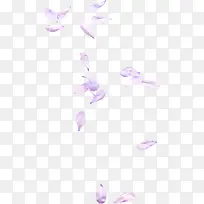 紫色花瓣漂浮素材