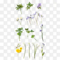 植物花朵绿叶效果紫色花朵