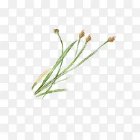 手绘的花苞