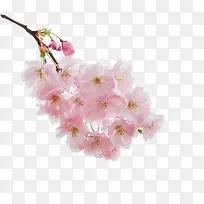 高清粉红色花朵树枝