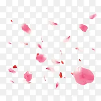 白色花瓣粉红色花瓣